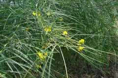 Parkinsonia aculeata
